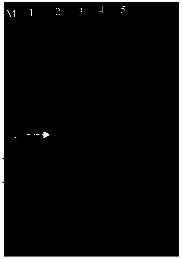 Method for identifying agaricus bisporus homonuclear sterile monospore strain and mating type thereof and primer