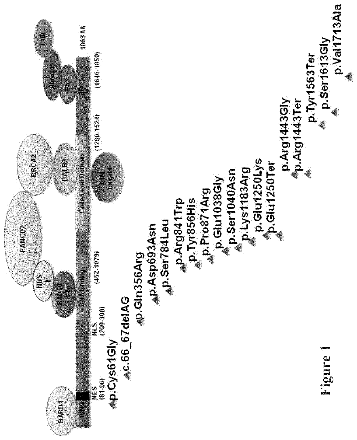 Methods and compositions for assessing germline risk of cancer