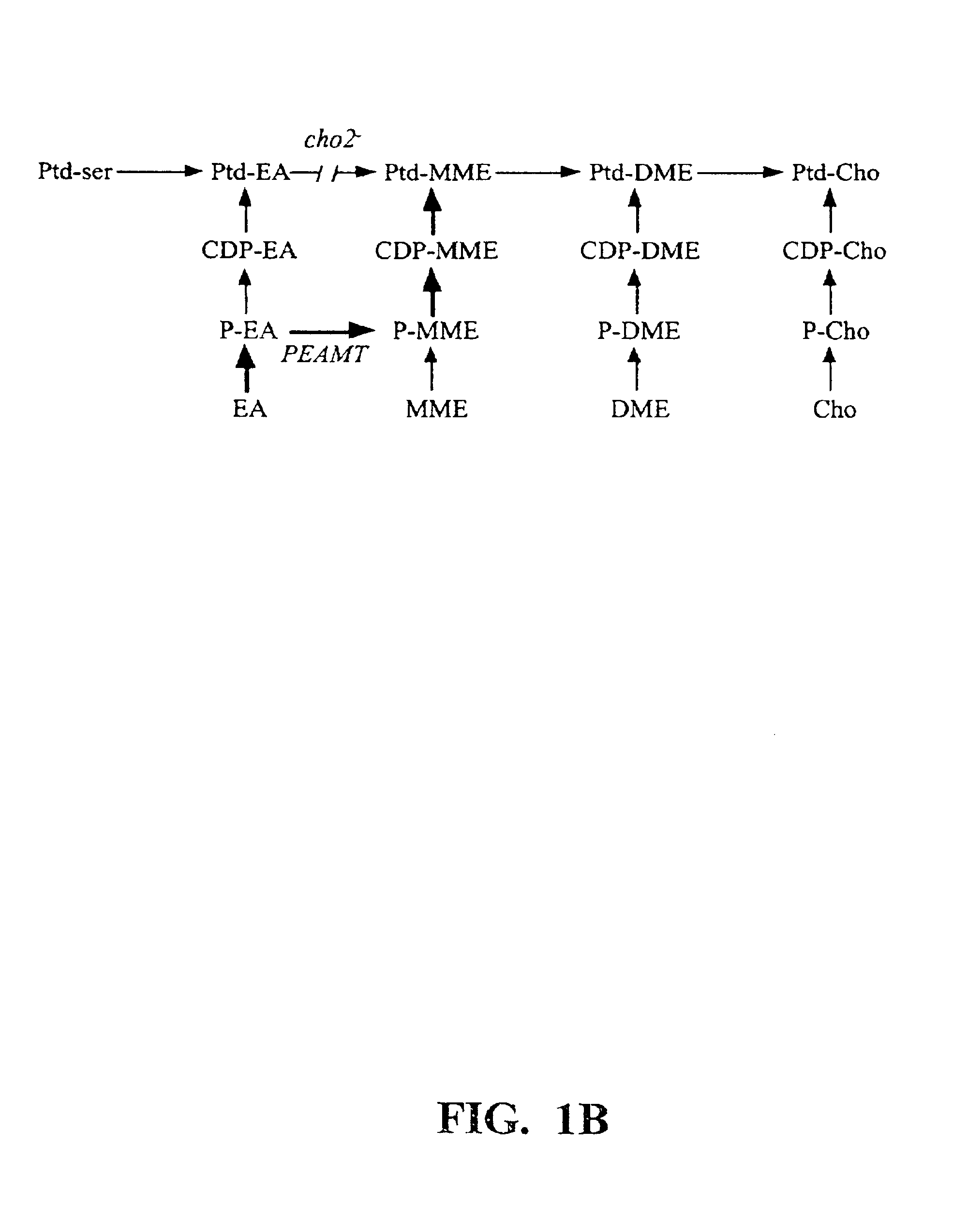 Polynucleotide compositions encoding S-adenosyl-L-methionine:phosphoethanolamine N-methyltransferase and methods for modulating lipid biosynthesis in plants