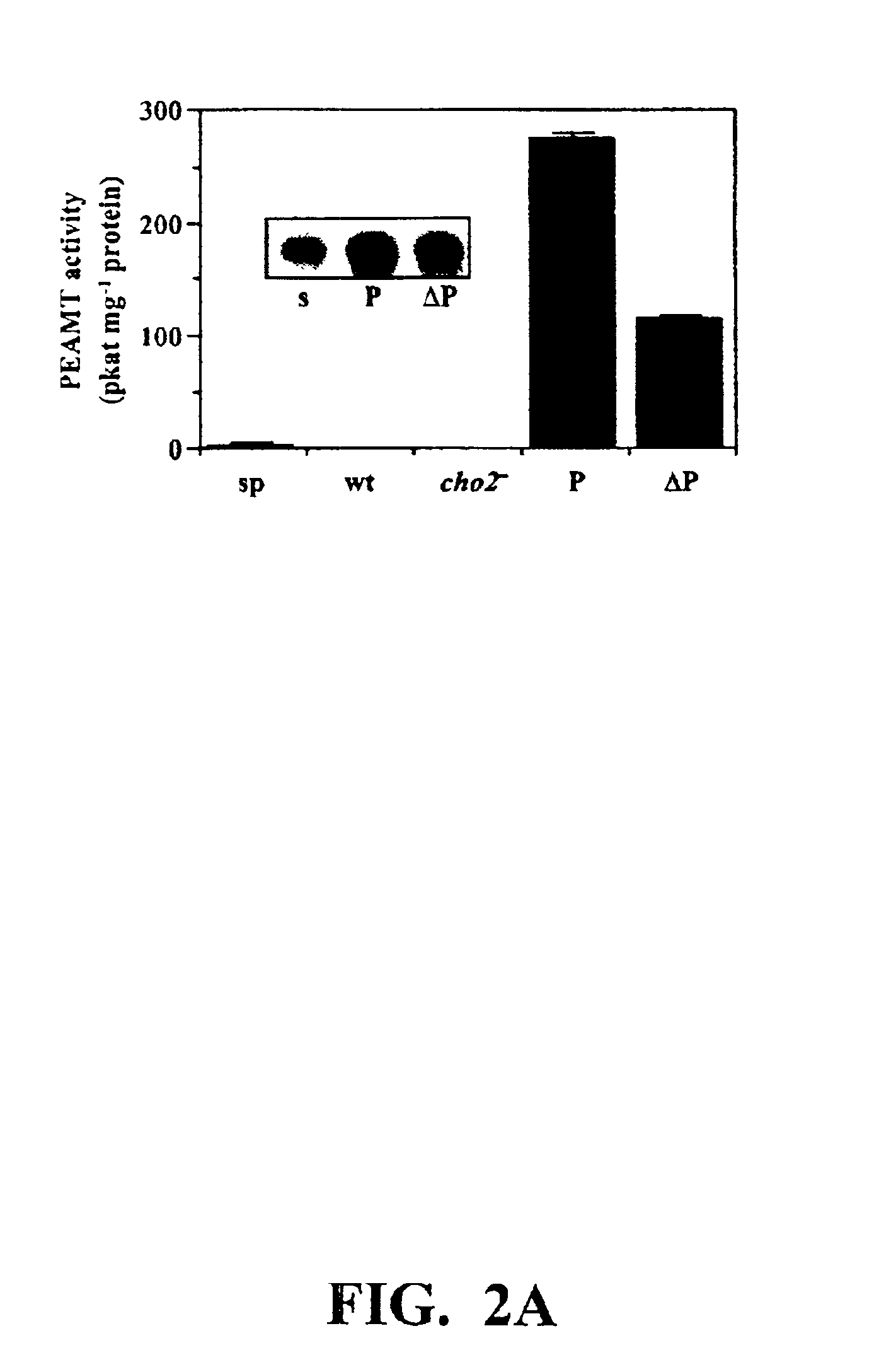 Polynucleotide compositions encoding S-adenosyl-L-methionine:phosphoethanolamine N-methyltransferase and methods for modulating lipid biosynthesis in plants