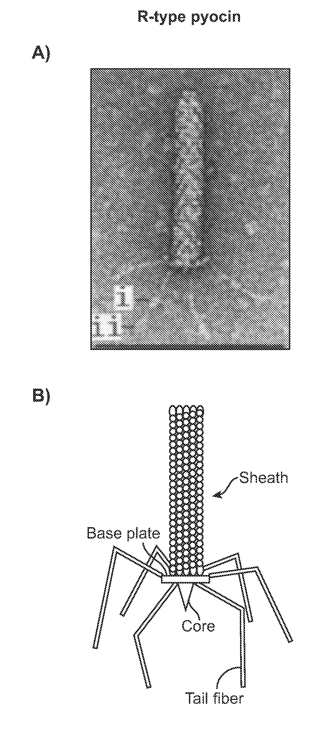 Modified bacteriocins and methods for their use