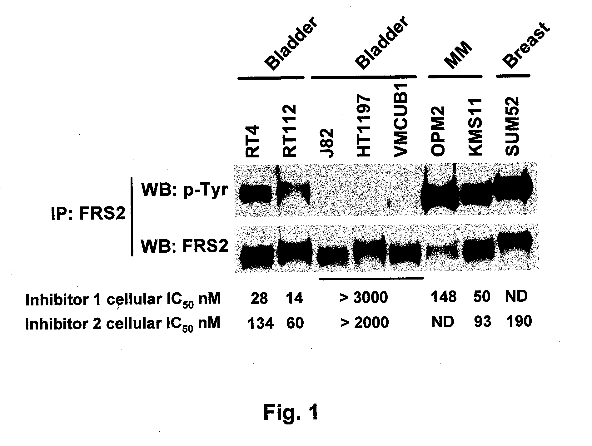 Method of identification of cells that show sensitivity to modulation of signaling mediated by a fibroblast growth factor receptor or a variant thereof