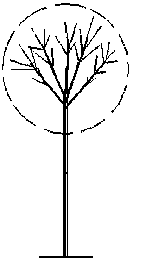 Shrub type tree form pruning method of Chinese ash