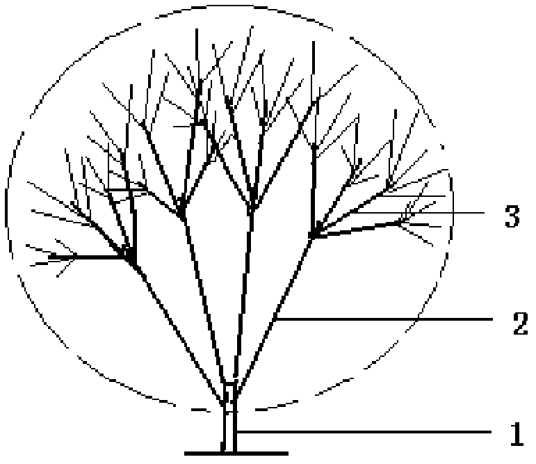 Shrub type tree form pruning method of Chinese ash