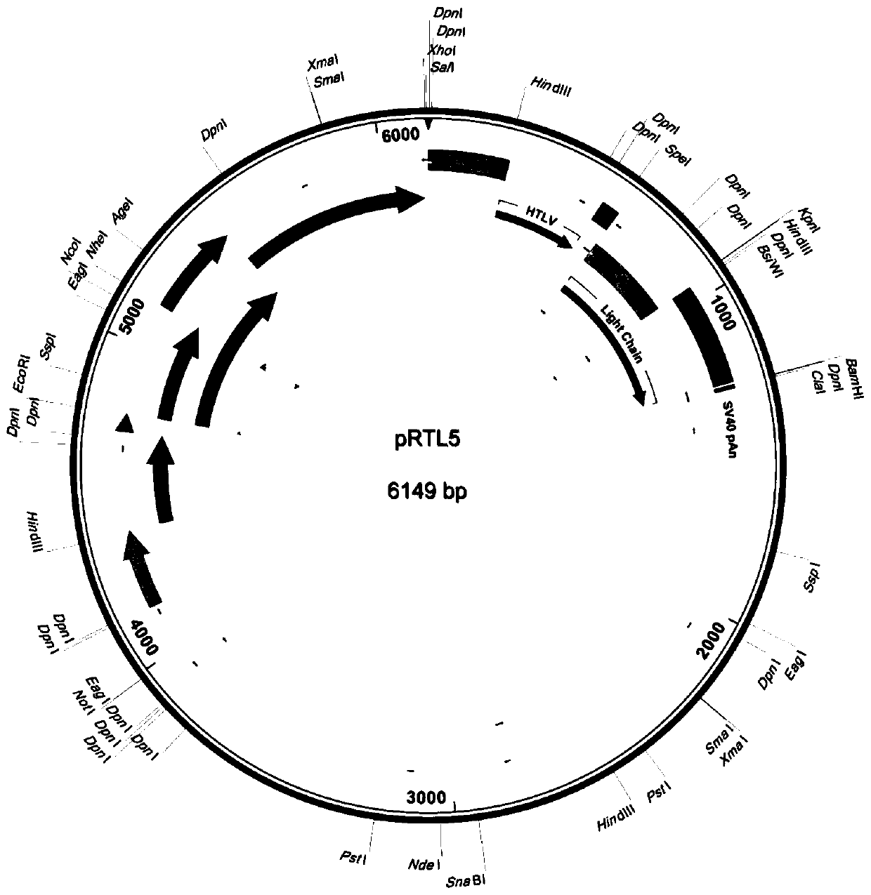 Construction method of recombinant vector, constructed recombinant vector and application of recombinant vector