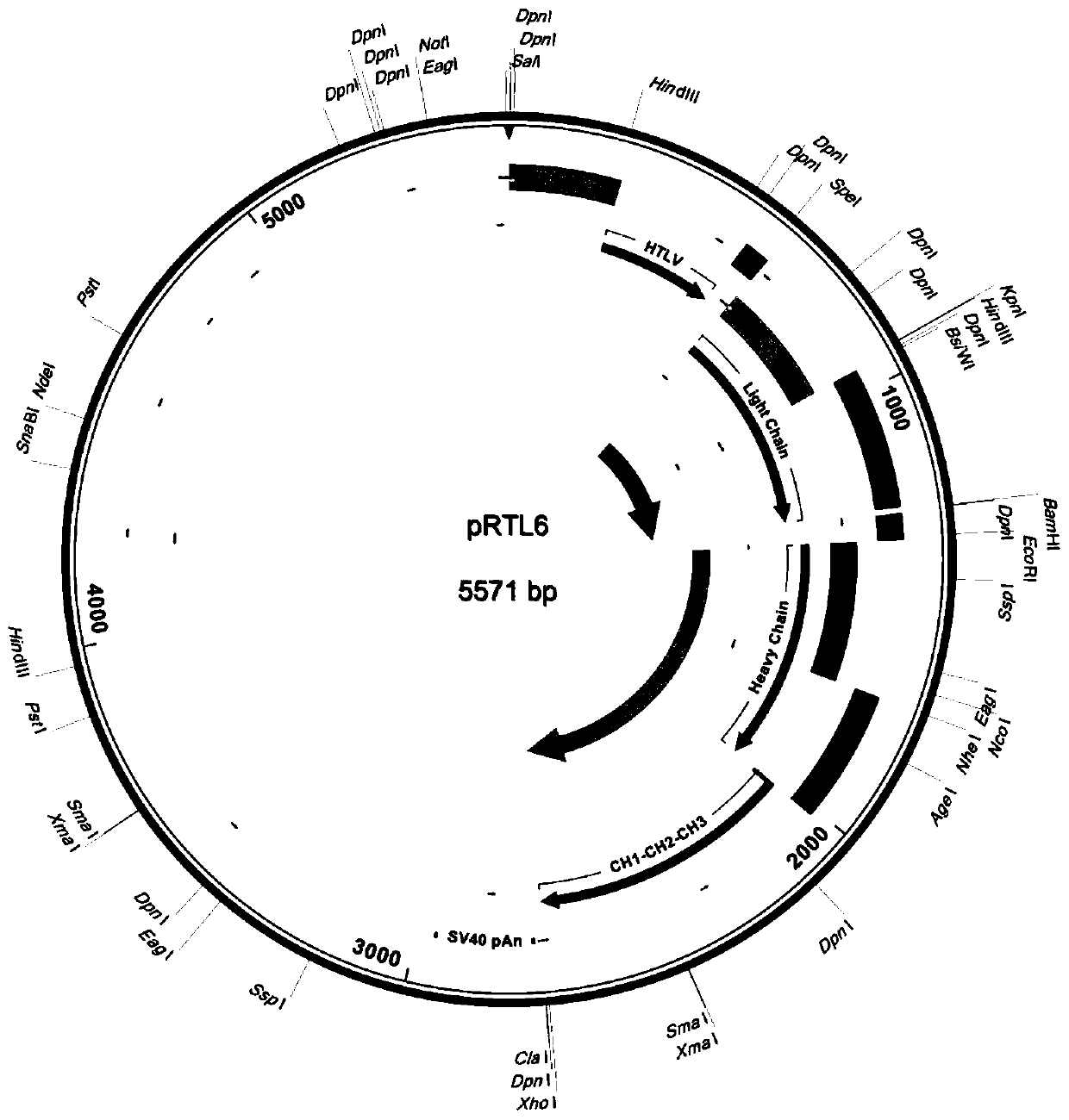 Construction method of recombinant vector, constructed recombinant vector and application of recombinant vector