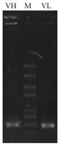 Construction method of recombinant vector, constructed recombinant vector and application of recombinant vector