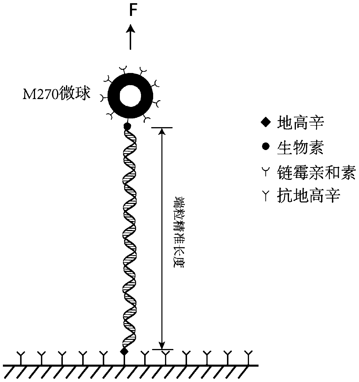 Monomolecular mechanics method for measuring accurate length of human telomere