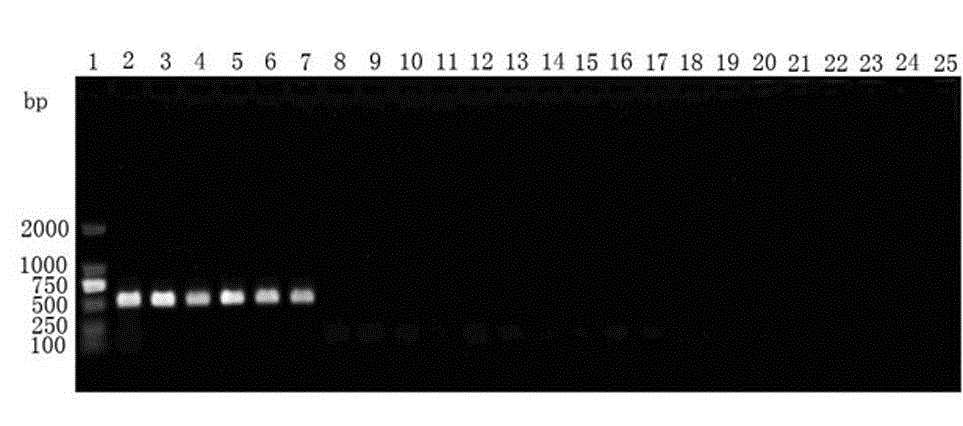 Molecular detection primer for sweet potato black rot germs and application of molecular detection primer