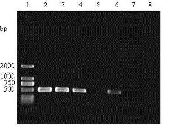 Molecular detection primer for sweet potato black rot germs and application of molecular detection primer