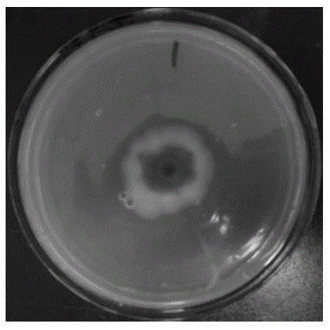 A preservative containing polyaminopropyl biguanide for the prevention and treatment of citrus pedicle rot and its preparation and application