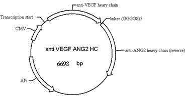 Anti-VEGF/ANG2 bispecific antibody, and application thereof