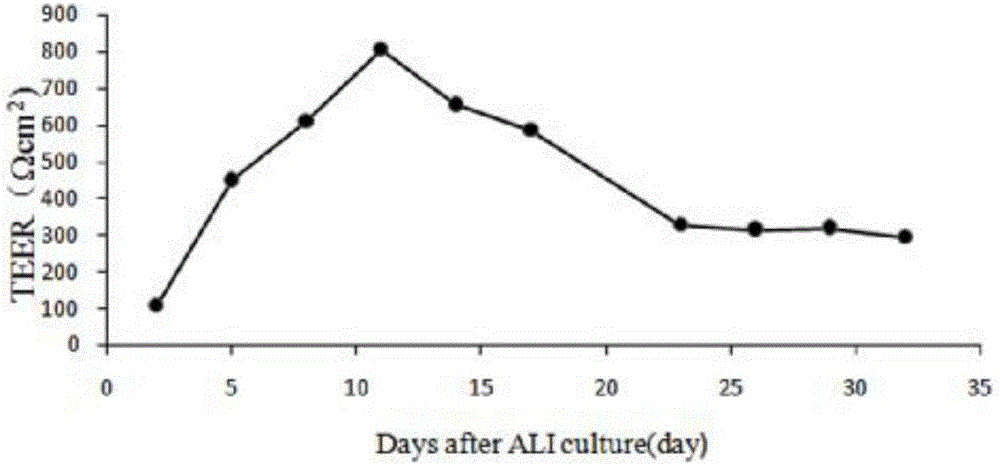 Establishment and application of porcine respiratory tract epilhelium in-vitro 3D model