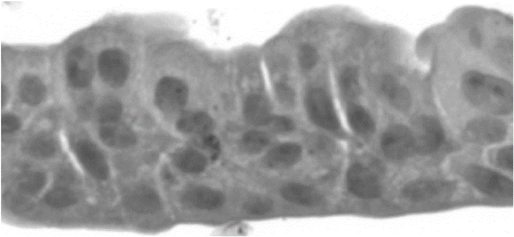 Establishment and application of porcine respiratory tract epilhelium in-vitro 3D model