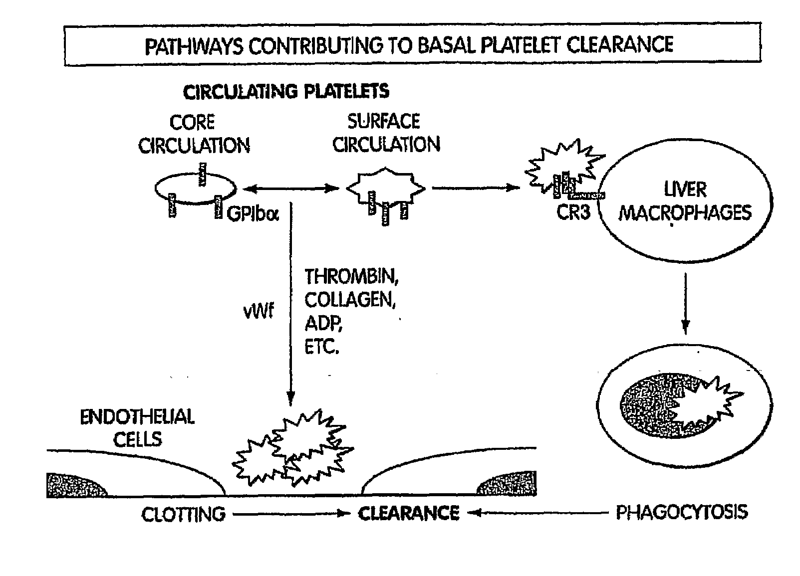 Compositions and methods for prolonging survival of platelets