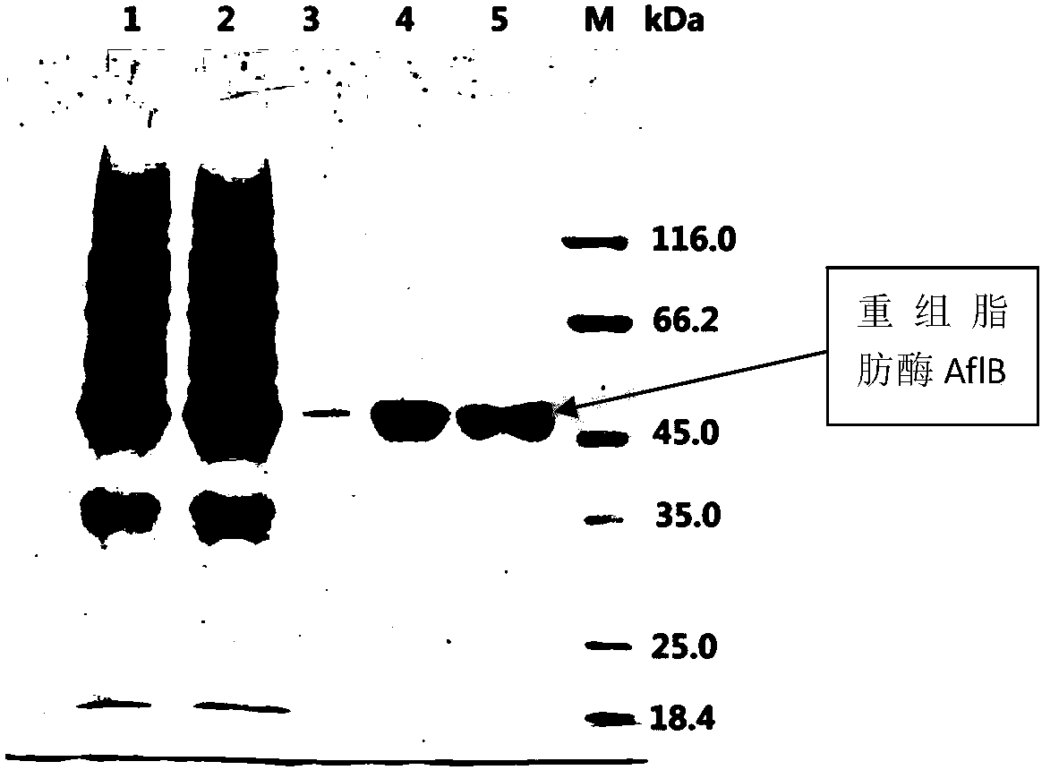 Recombinant bacterium of lipase expressing R configuration selectivity and application thereof
