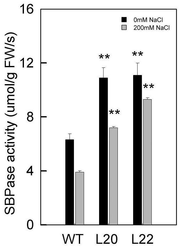 Salix matsudana 1, 7-sedoheptulose bisphosphatase as well as encoding gene and application thereof