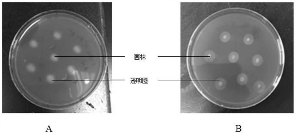 Cellulose-degrading biocontrol bacillus and application and preparation thereof
