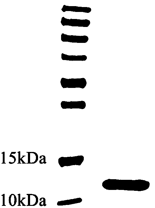 Fusion protein HFBI-RGD gene and protein