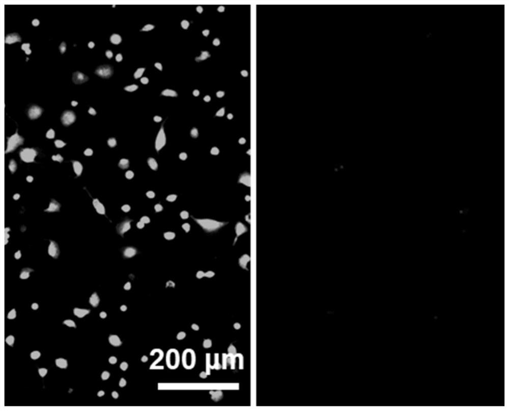 Antibacterial and antiviral degradable non-woven fabric as well as preparation method and application thereof