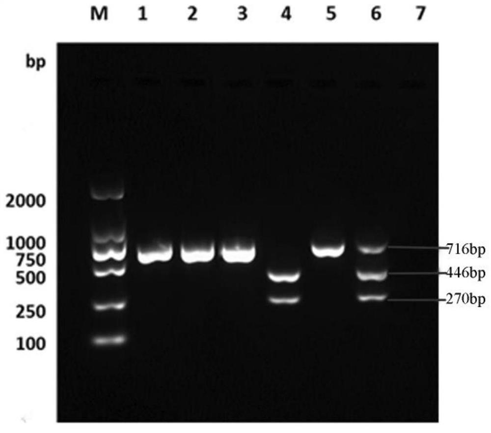 A kind of pcr-rflp primer and method for distinguishing avian adenovirus type c and duck adenovirus type 3