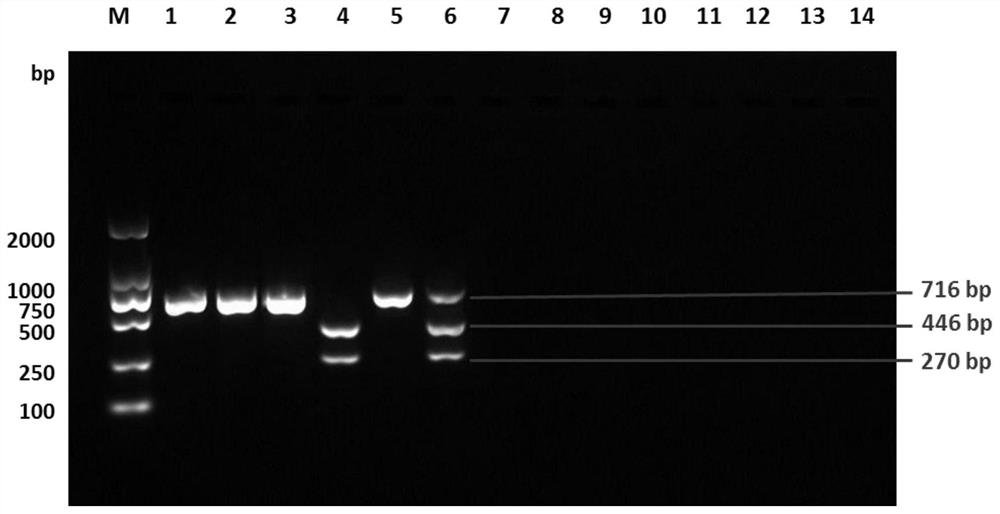 A kind of pcr-rflp primer and method for distinguishing avian adenovirus type c and duck adenovirus type 3
