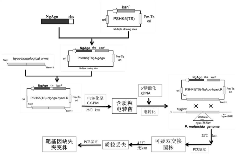 Pasteurella multocida gene knockout strain mediated by ngpiwi protein and its construction method and application