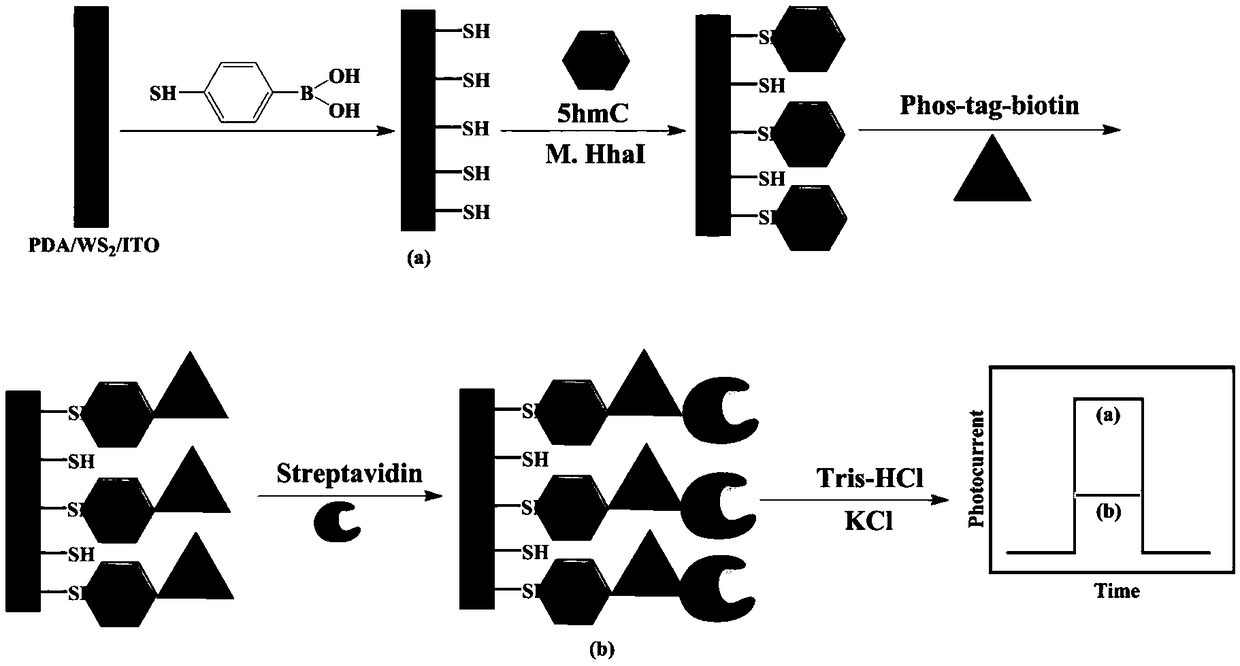 Photoelectrochemical biosensor for detecting 5-hydroxymethylcytosine (5hmC) deoxyribonucleotide and preparation method thereof