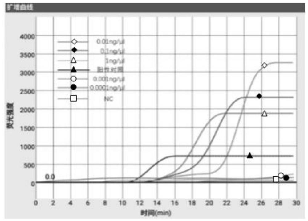 LAMP primer group for detecting giardia, kit and application