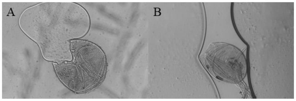 A mycorrhizal fungus of the genus Glomus and its application in the cultivation of rootstocks resistant to apple cropping obstacles
