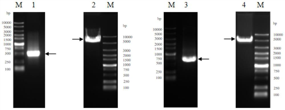 Affinity purification method for reducing content of host cell protein in production of anti-human interleukin-33 monoclonal antibody