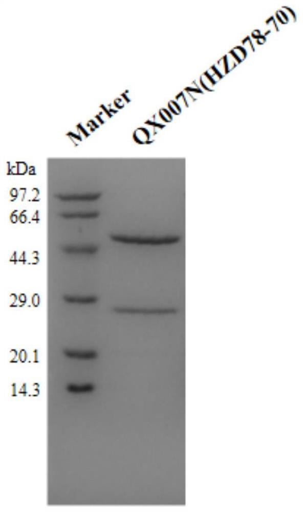 Affinity purification method for reducing content of host cell protein in production of anti-human interleukin-33 monoclonal antibody