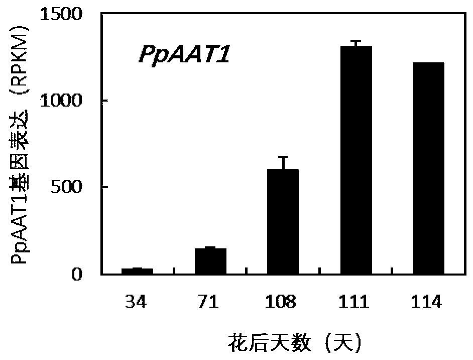 Transcription factor PpNAC1 participating in synthesis regulation of peach ester aromatic substances and application of transcription factor PpNAC1