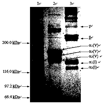 Method for preparing I type collagen and V type collagen