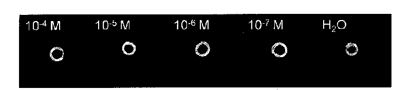 Intelligent bending double hydrogel for visual detection of heavy metal ions and preparation method and application thereof