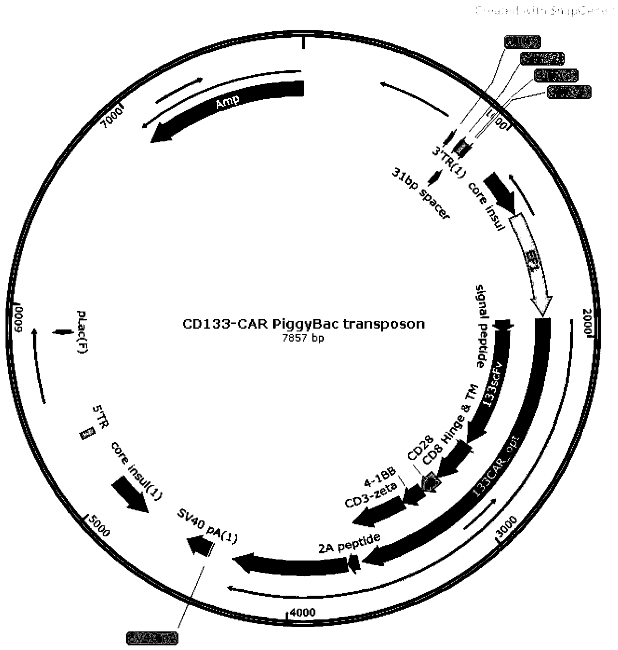 IKZF3 gene-silenced T cells and application thereof