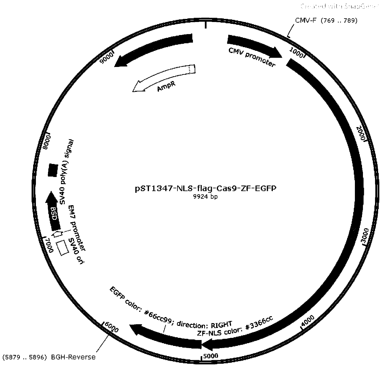 IKZF3 gene-silenced T cells and application thereof