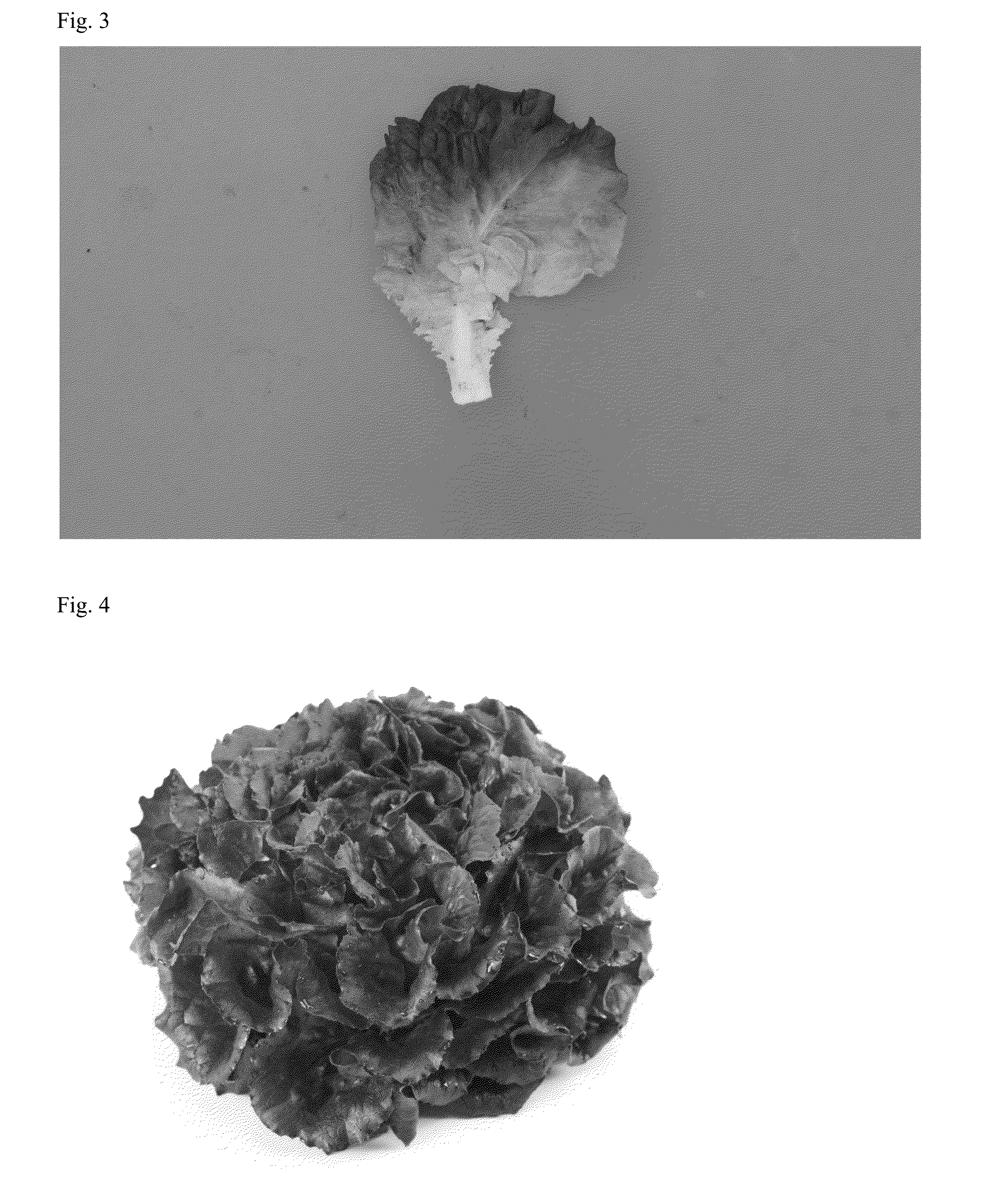 Lettuce variety 79-619 rz