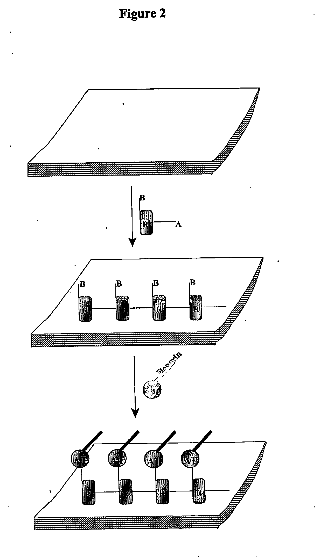 Coating composition for polymeric surfaces comprising serpin or serpin derivatives