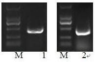 TYLCV and ToCV bivalent RNAi expression vector established through Gateway technology and application of expression vector