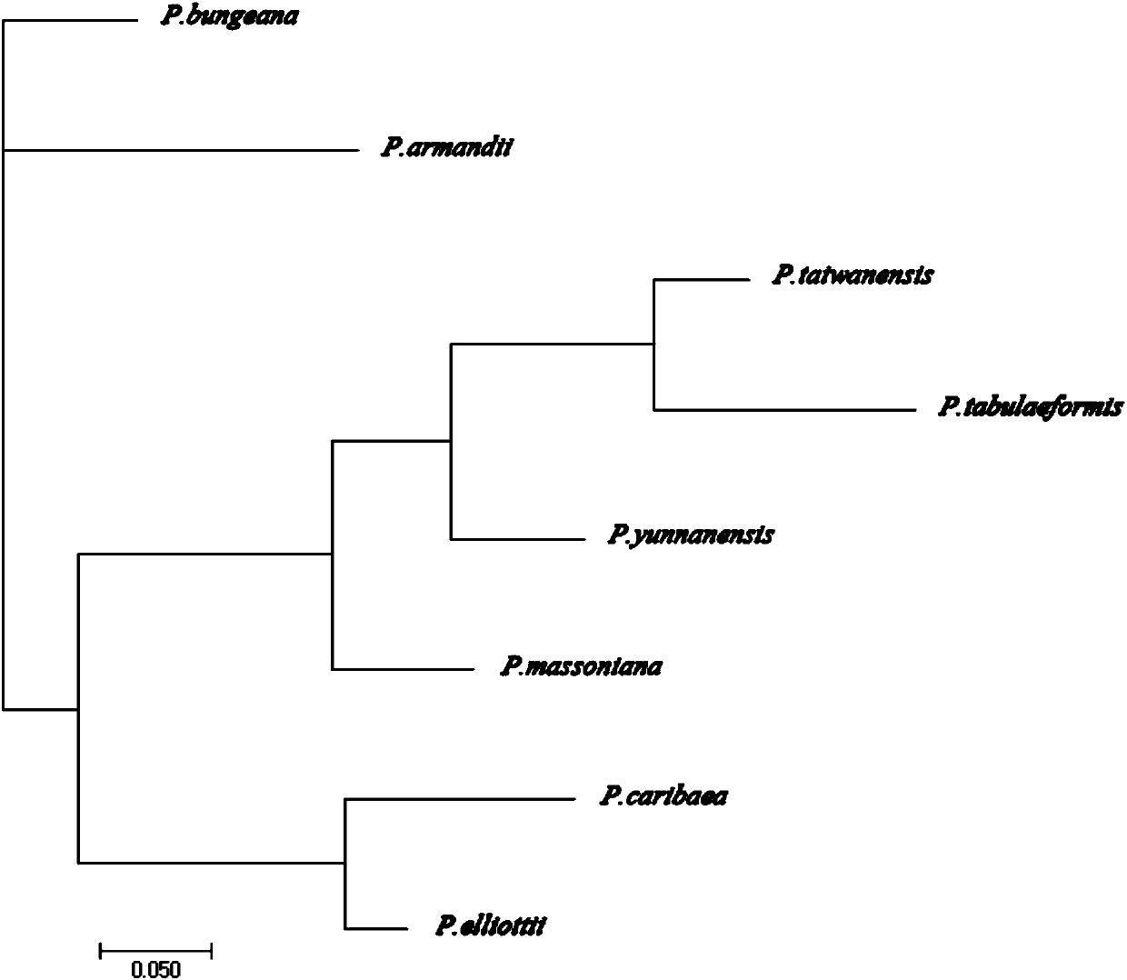 Pinus massoniana cpSSR polymorphism primer and identification method of pine sibling species of primer