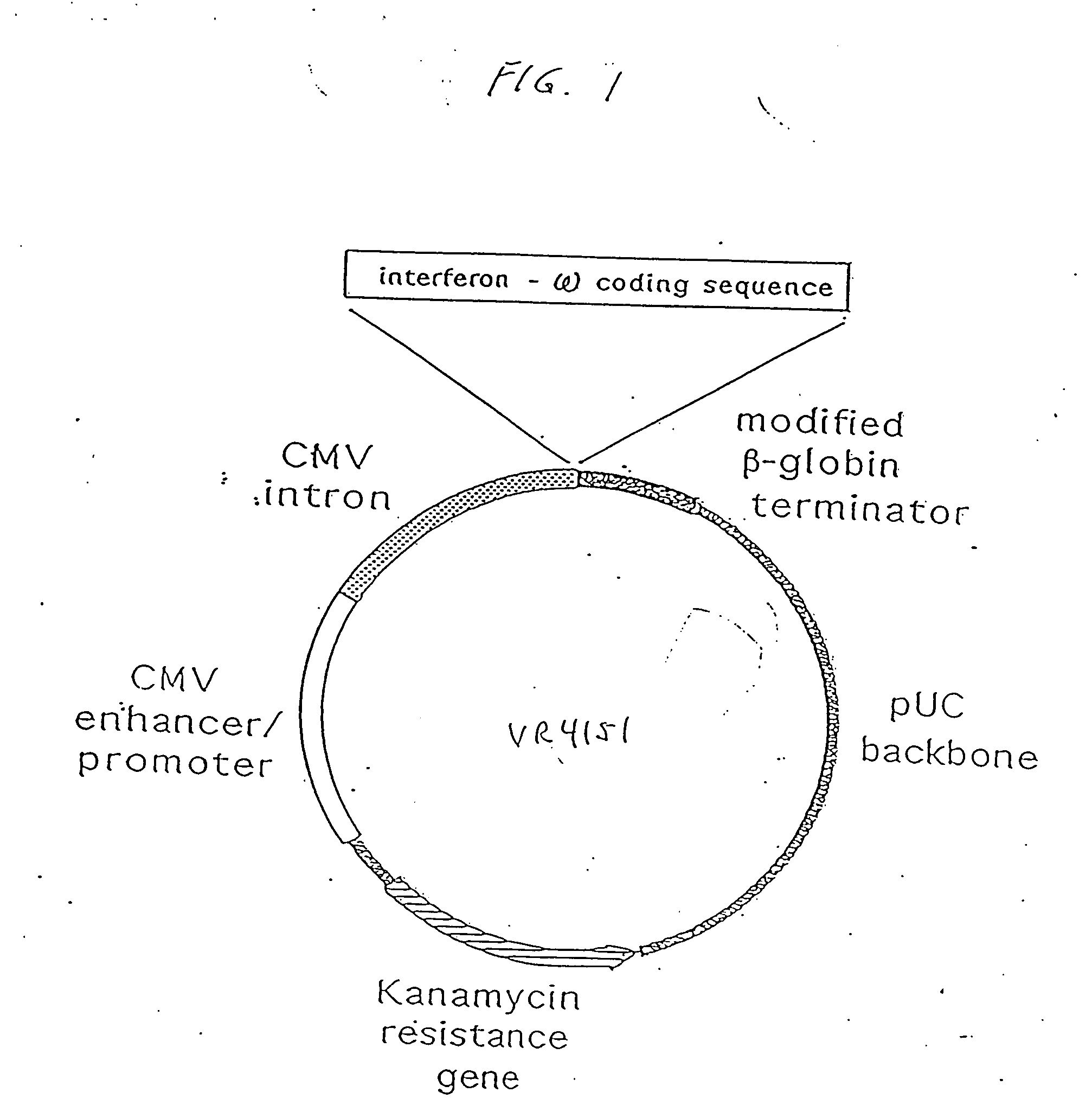 Treatment of cancer using cytokine-expressing polynucleotides and compositions therefor