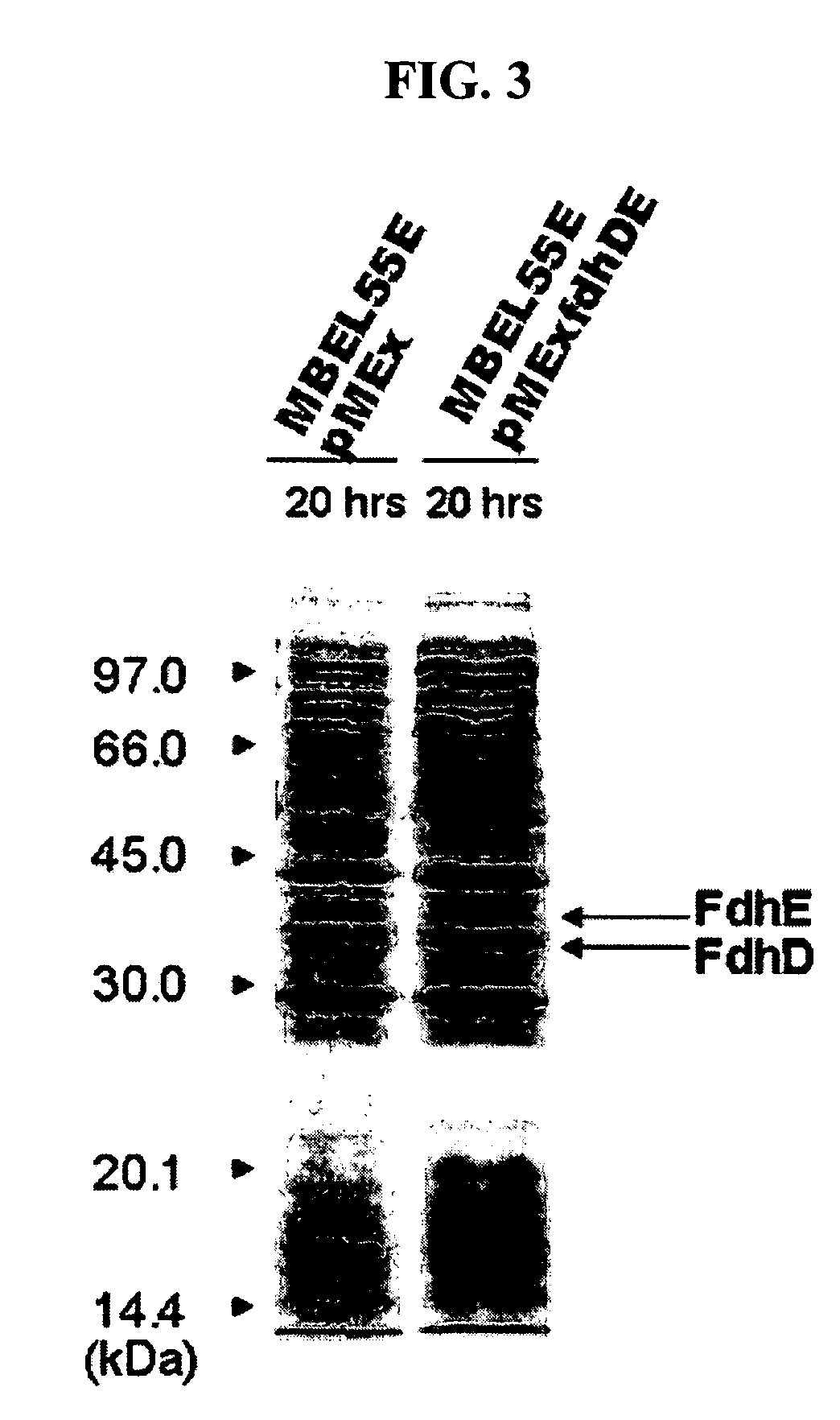 Gene encoding formate dehydrogenases D & E and method for preparing succinic acid using the same