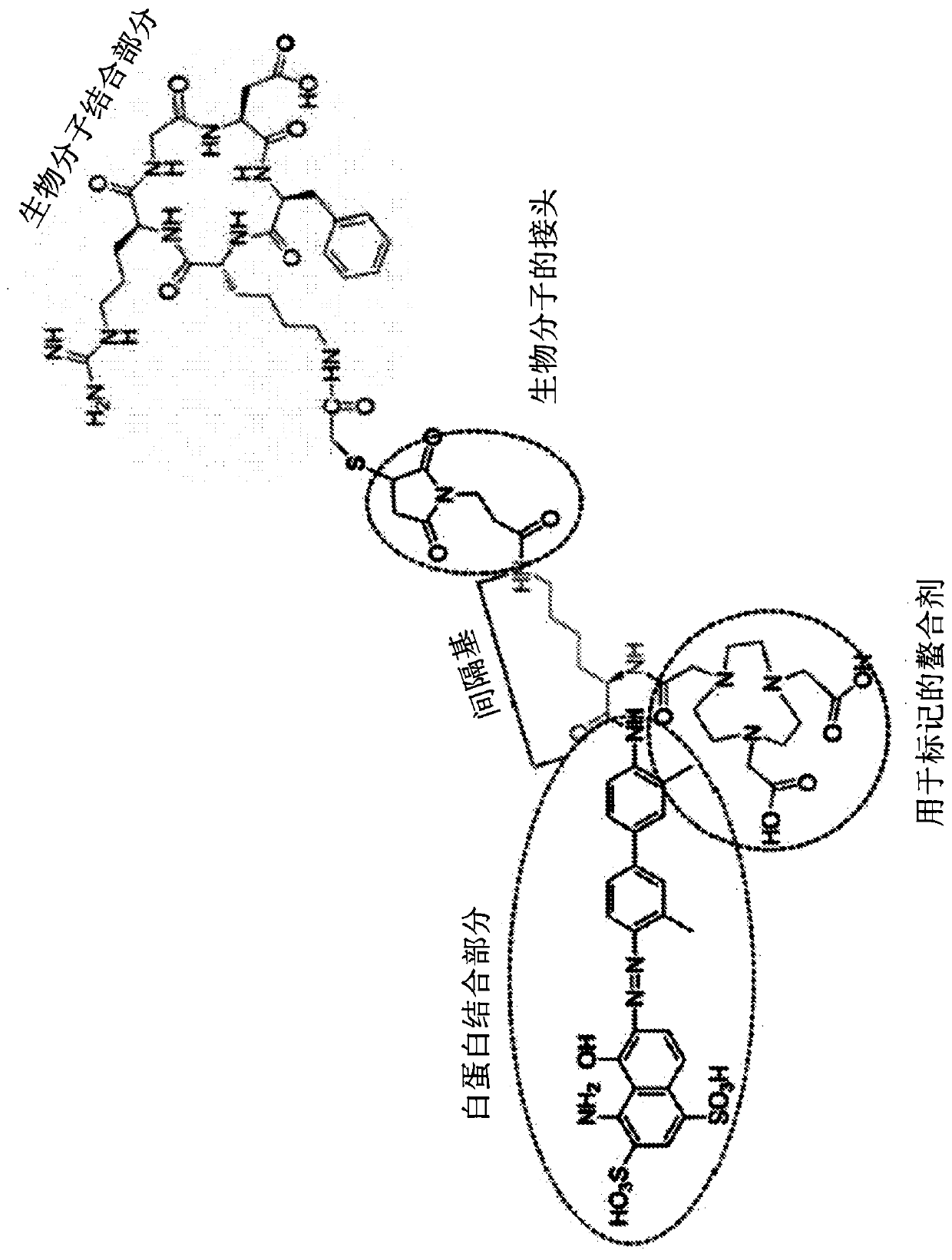 Chemical conjugates of evans blue derivatives and their use as radiotherapy and imaging agents