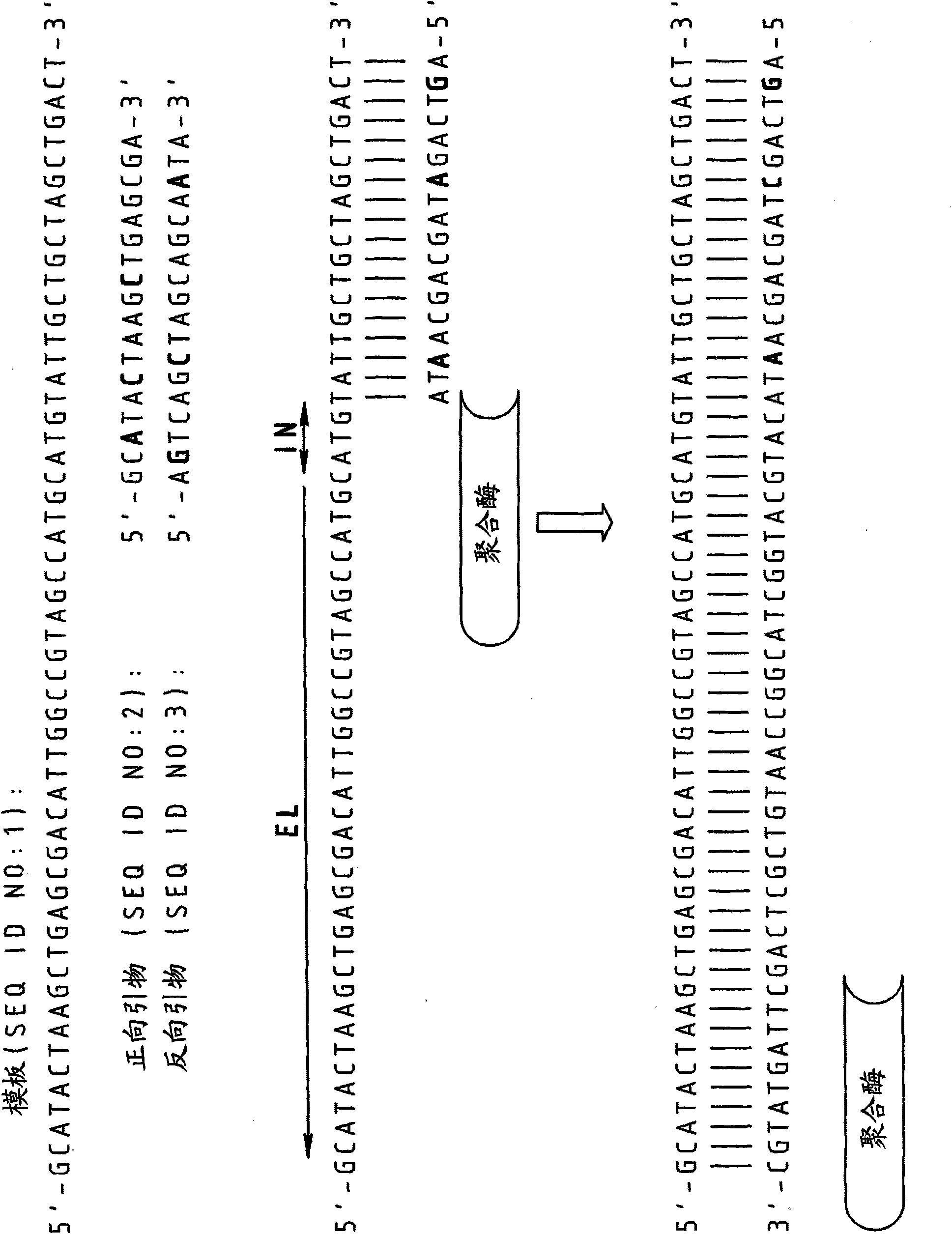 Chimeric primers for improved nucleic acid amplification reactions ...