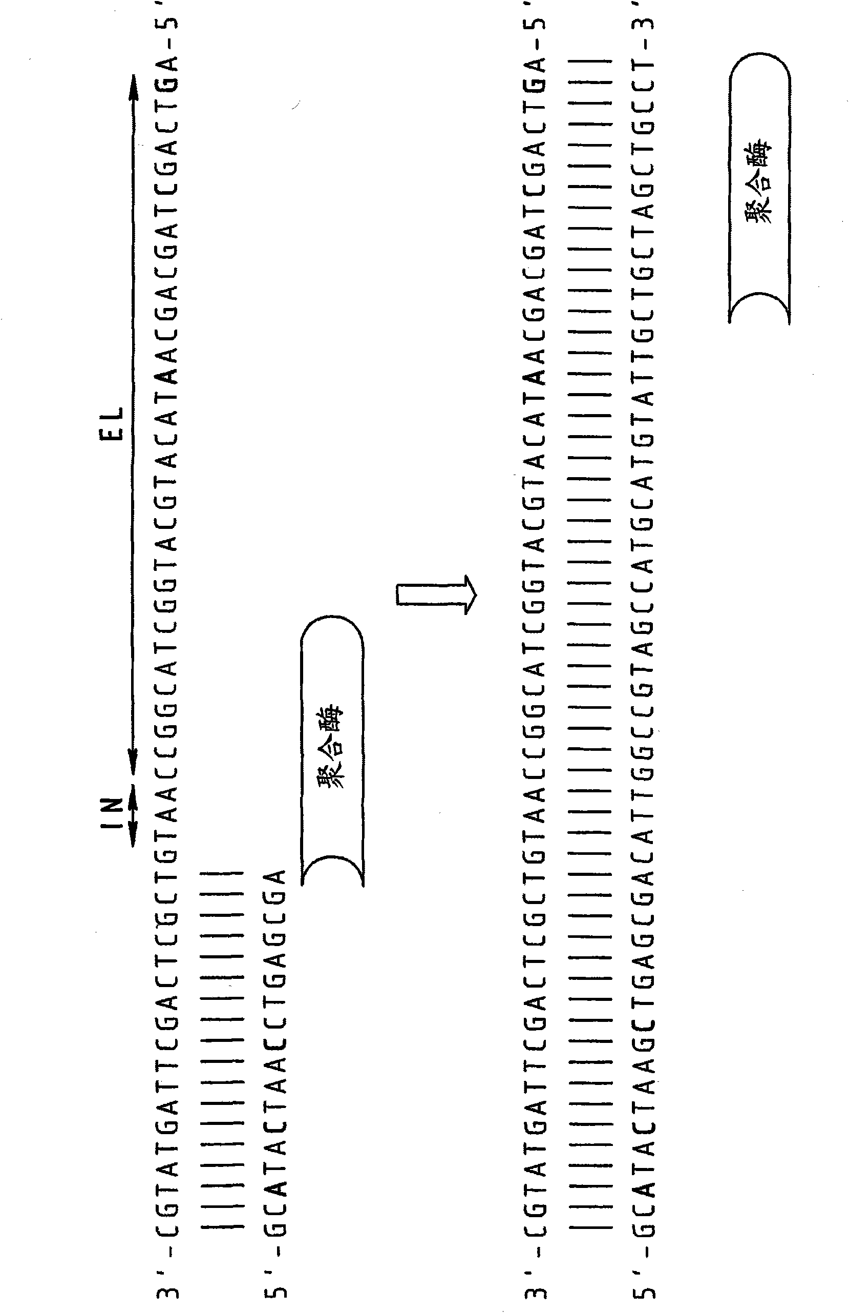 Chimeric primers for improved nucleic acid amplification reactions