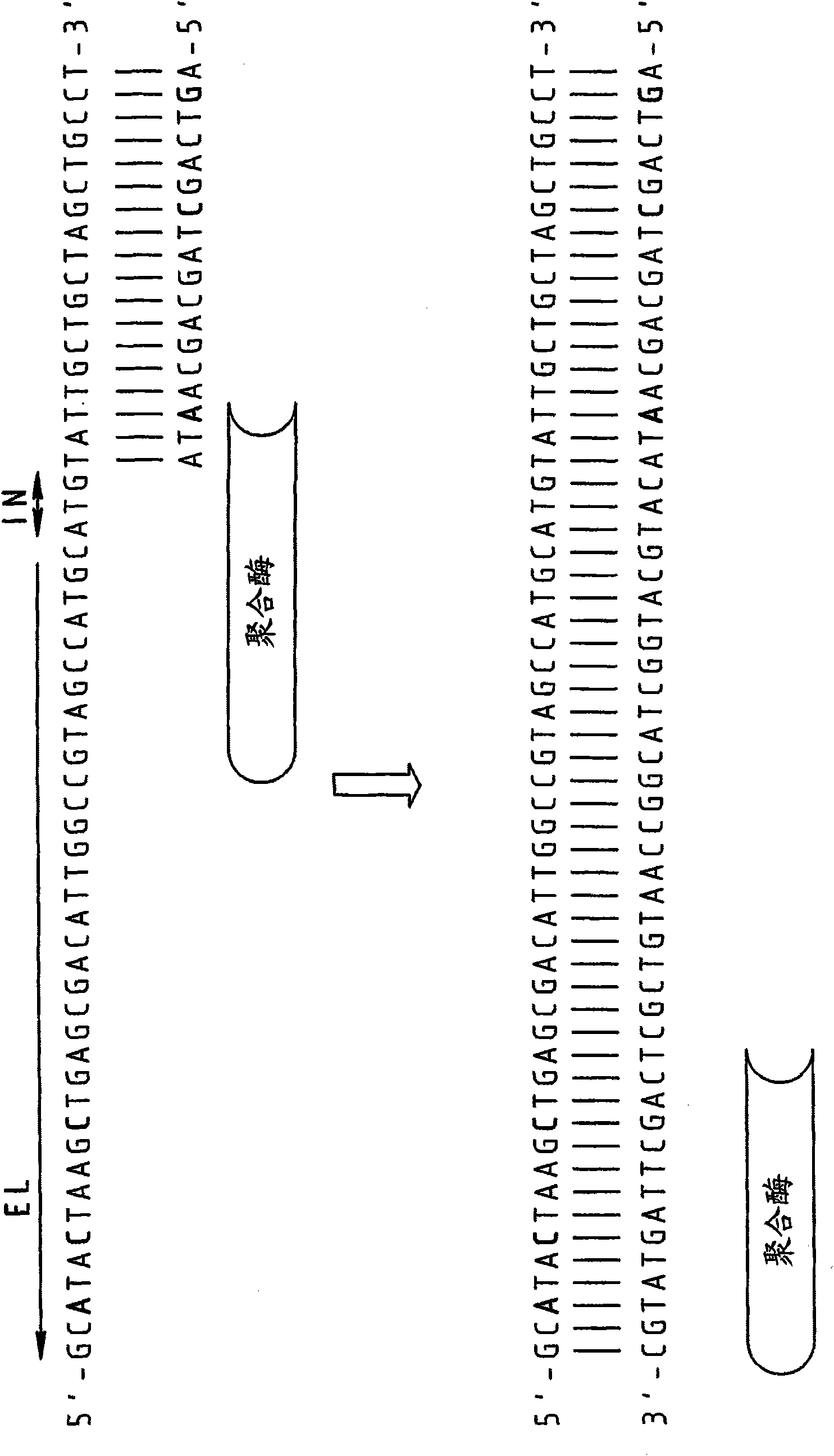 Chimeric primers for improved nucleic acid amplification reactions