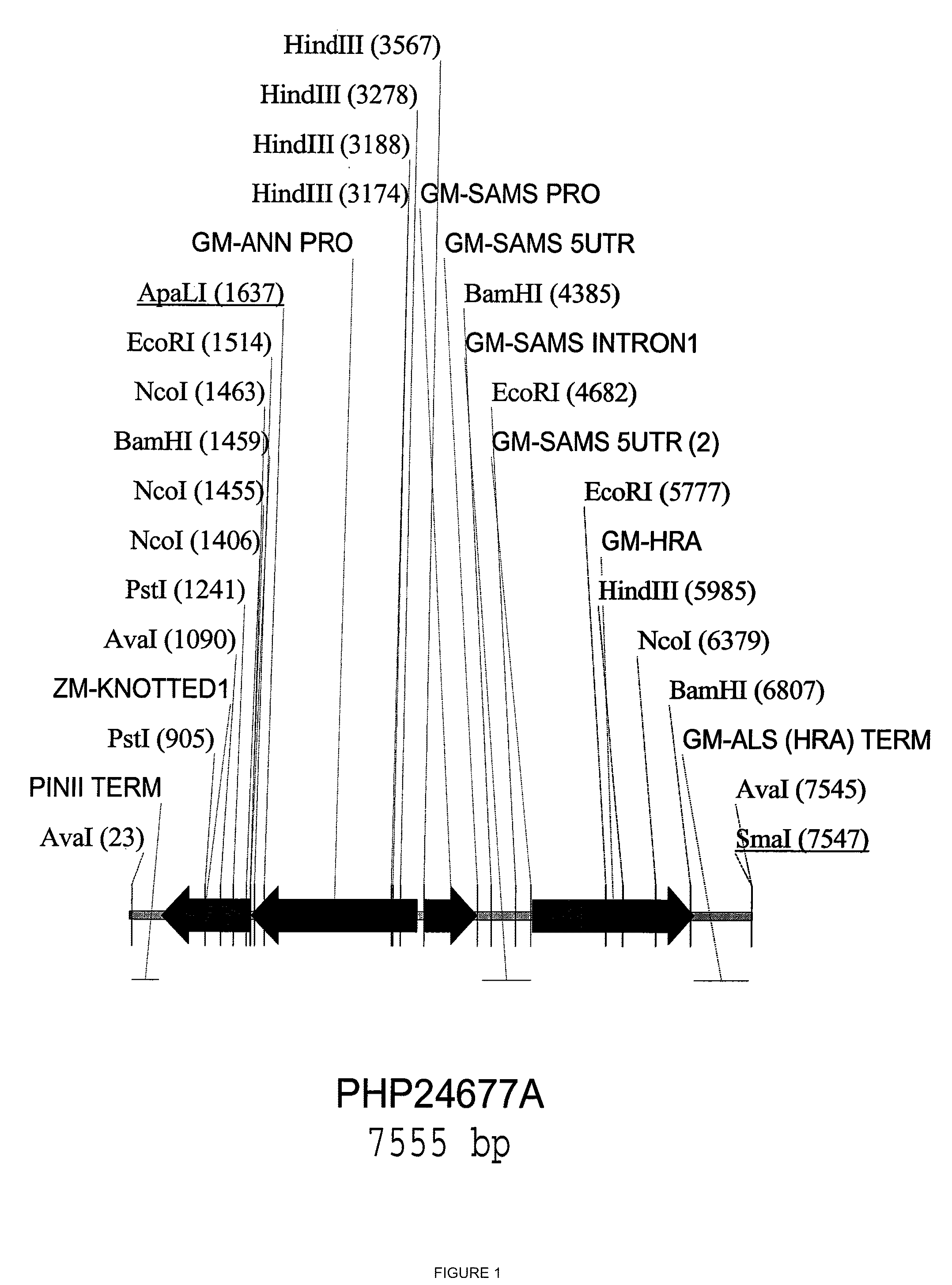 Methods and Compositions for Enhanced Yield by Targeted Expression of Knotted1