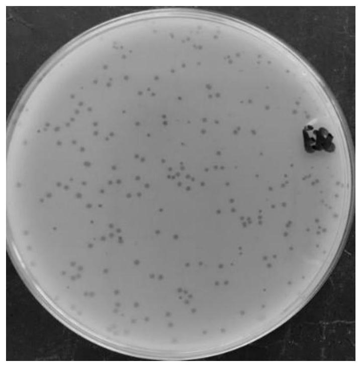 A Salmonella enteritidis phage lpse28 and its application in food