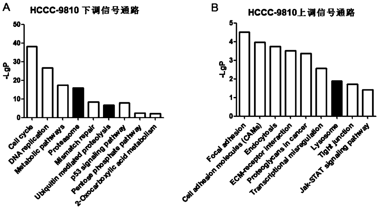 Combination of proteasome inhibitors and autophagy activators in the treatment of cholangiocarcinoma